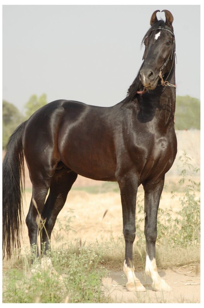 Marwari horse