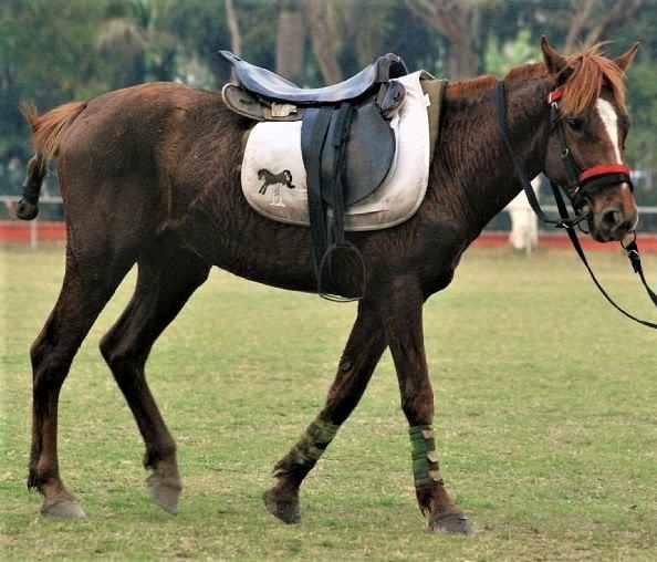 Manipuri horse breed
