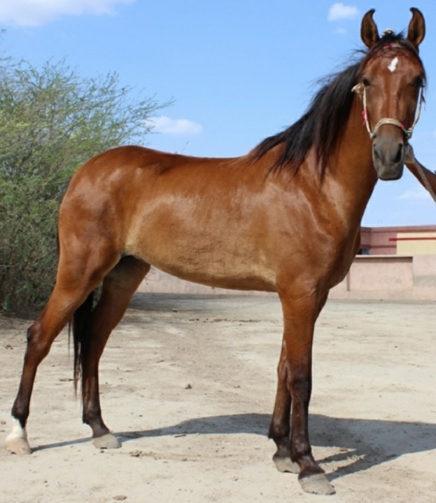 Kachchhi-Sindhi horse