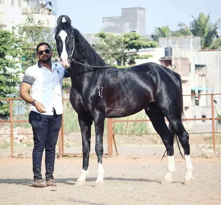 Tiger – 3 years Marwari Pure