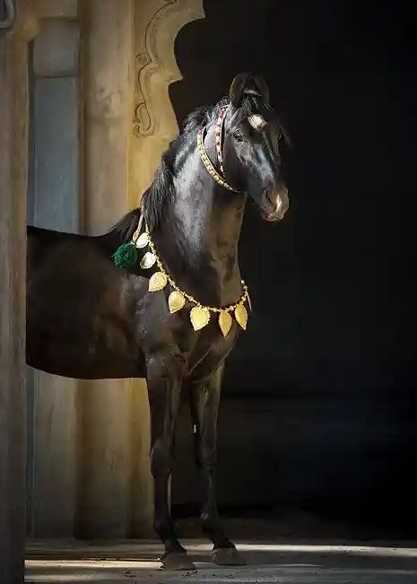 Kazim- stallion of the month