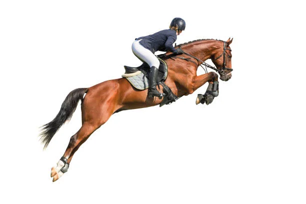 Connect with us to learn how Horsigo works 