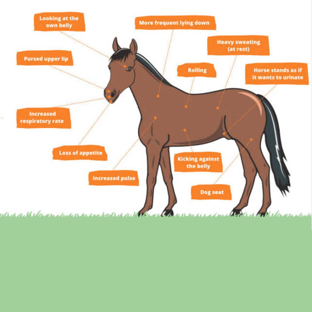 Symptoms of horse colic