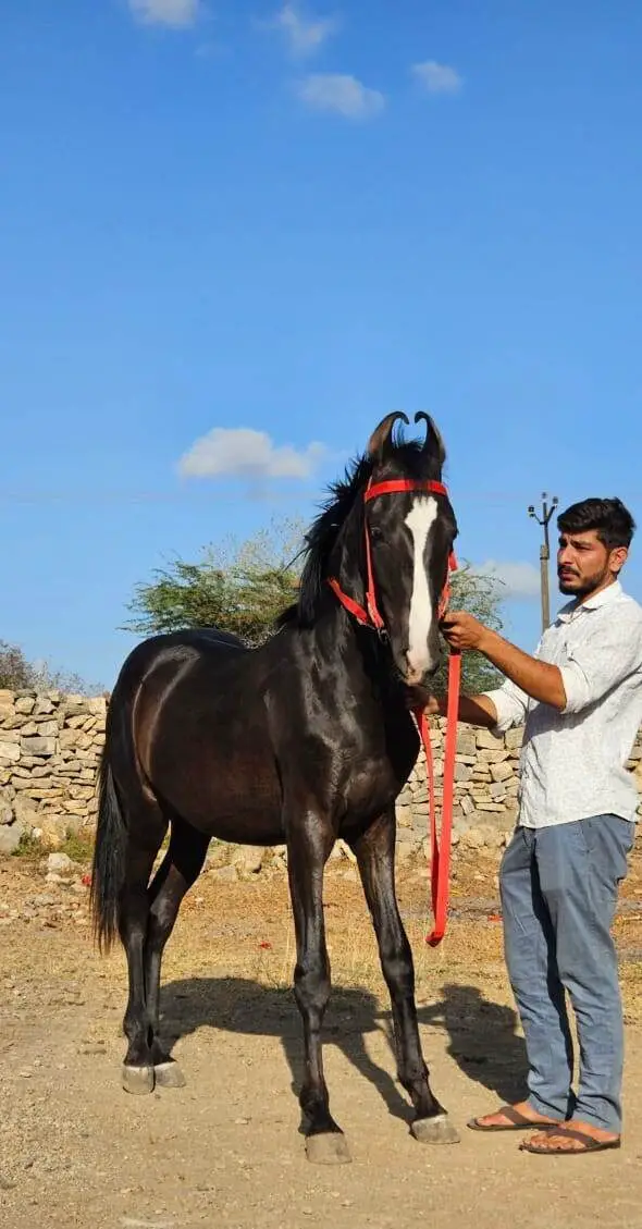 Charming Marwari Colt