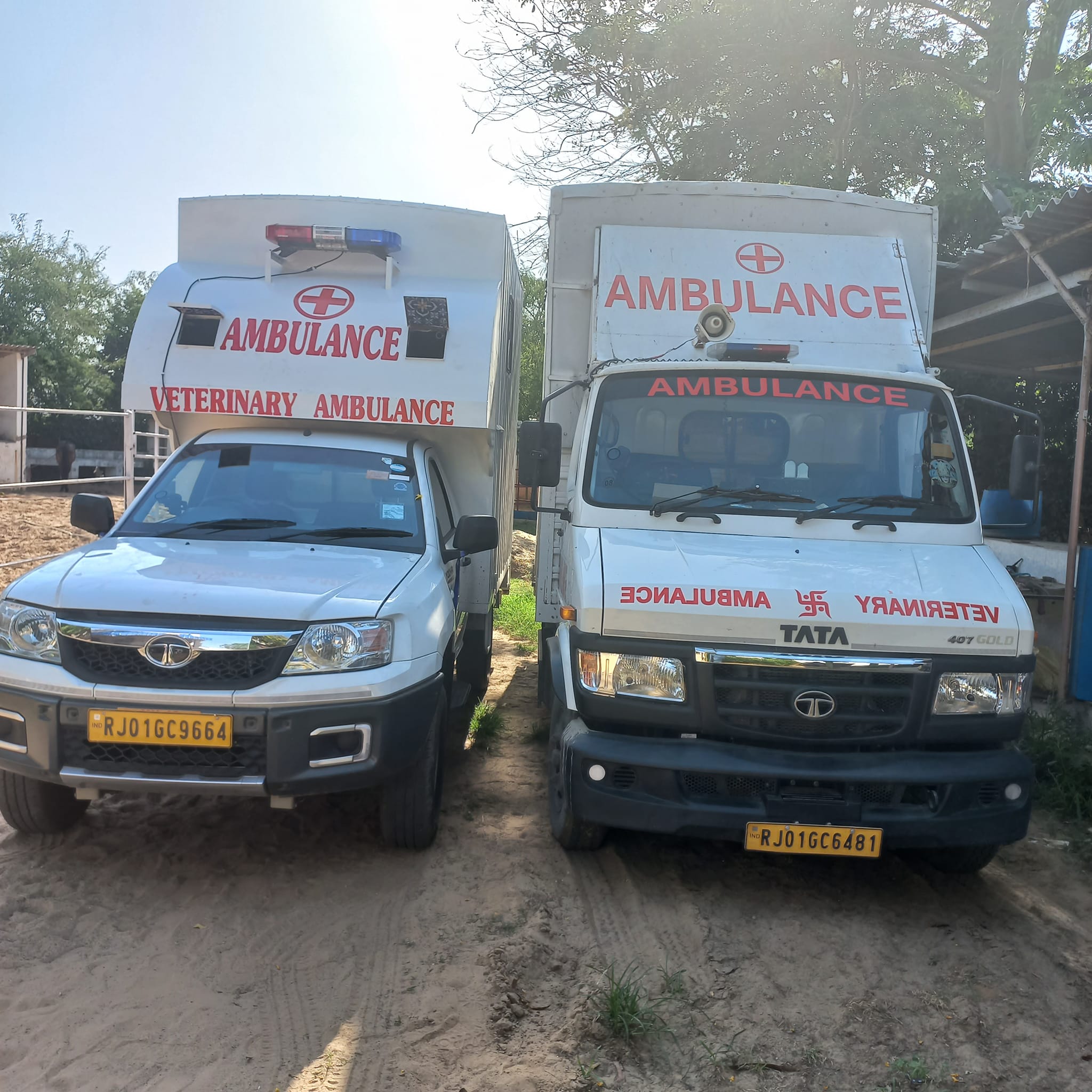 Horse Vet Service