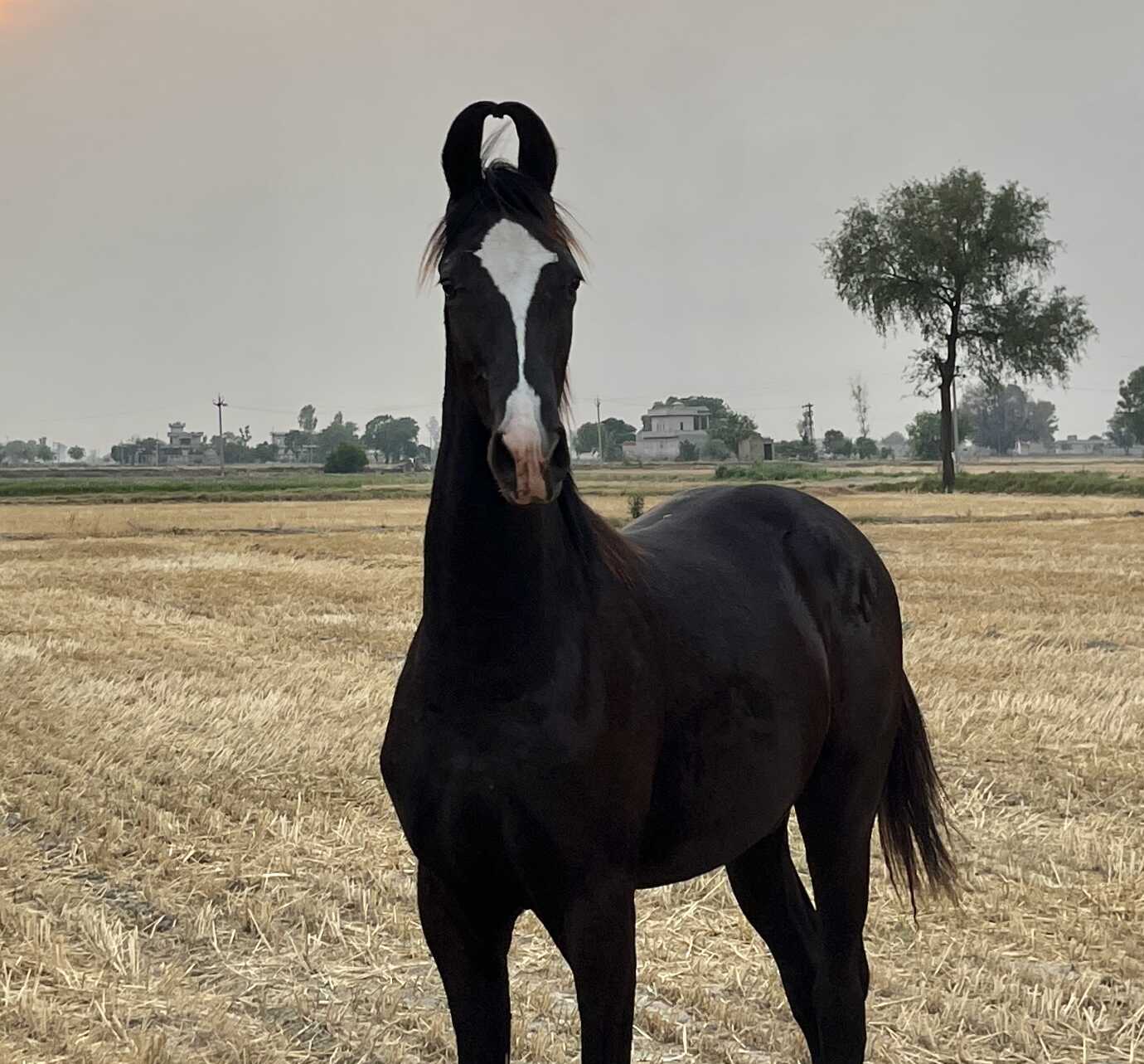 Black Marwari Horse - Horsigo