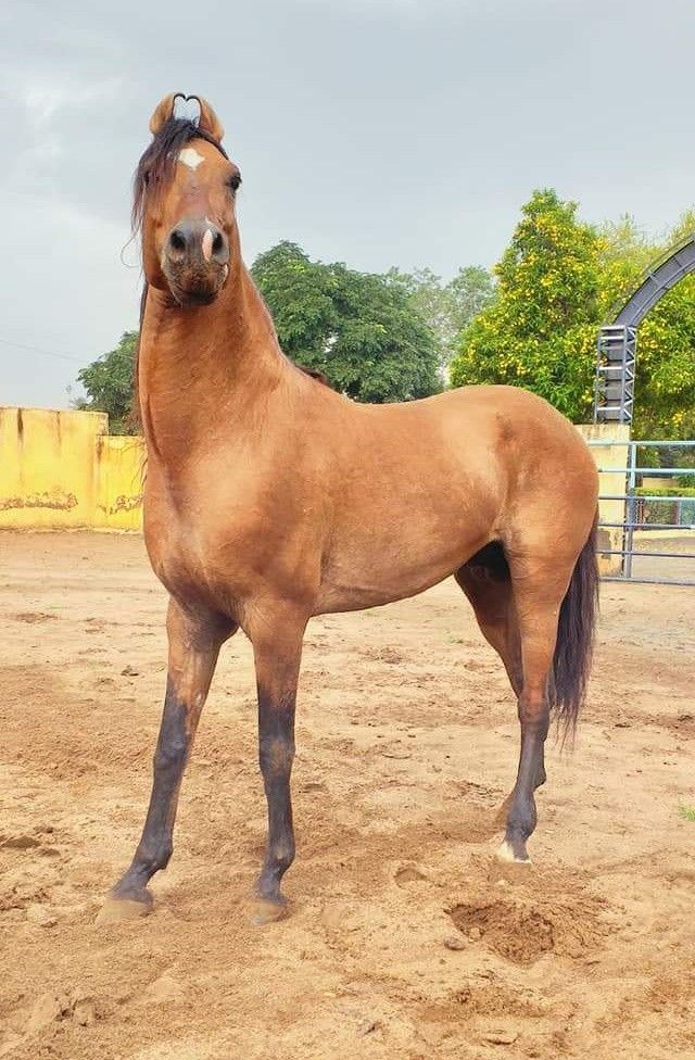 Kathiawari horse breed