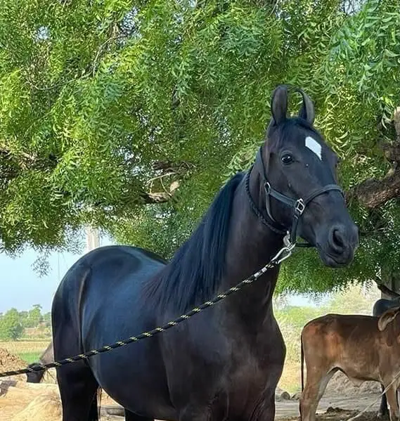 Gorgeous Marwari Filly, Alishan line