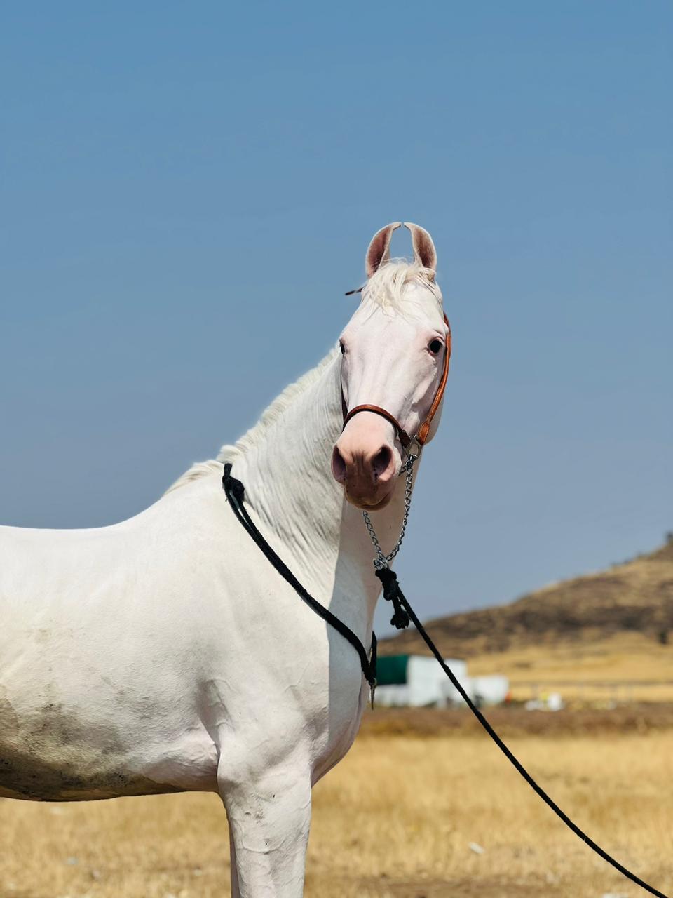 2 Teeth Nukra Colt- Bramha