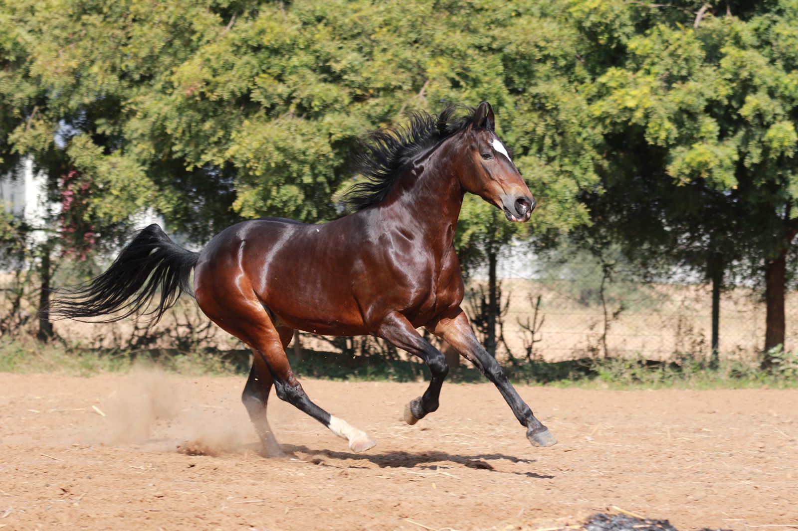 Marwari Mare Sired by Badshah Pasand