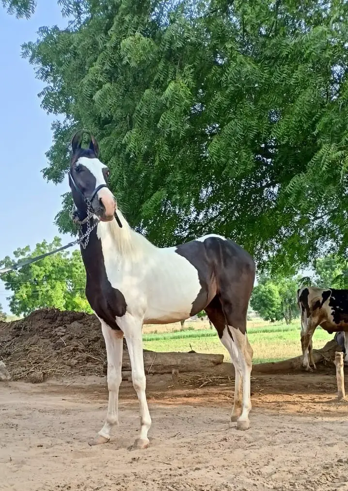 Beautiful Marwari Filly, Height 54