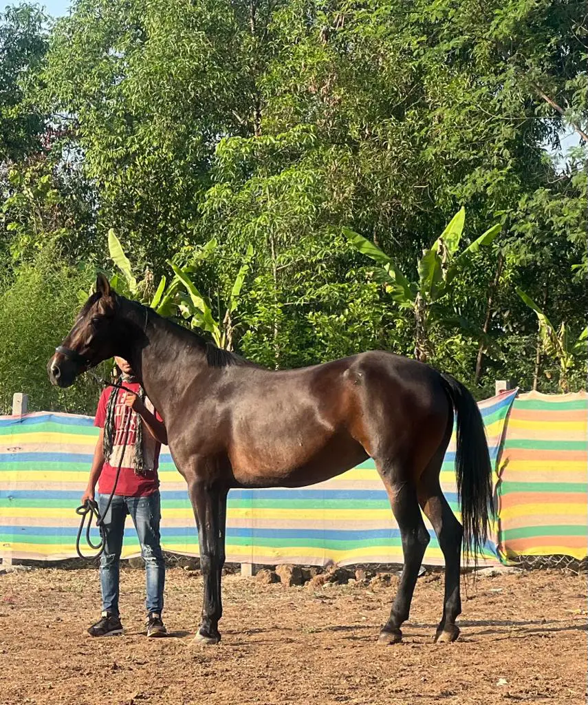 Riding Ready Marwari- Honey