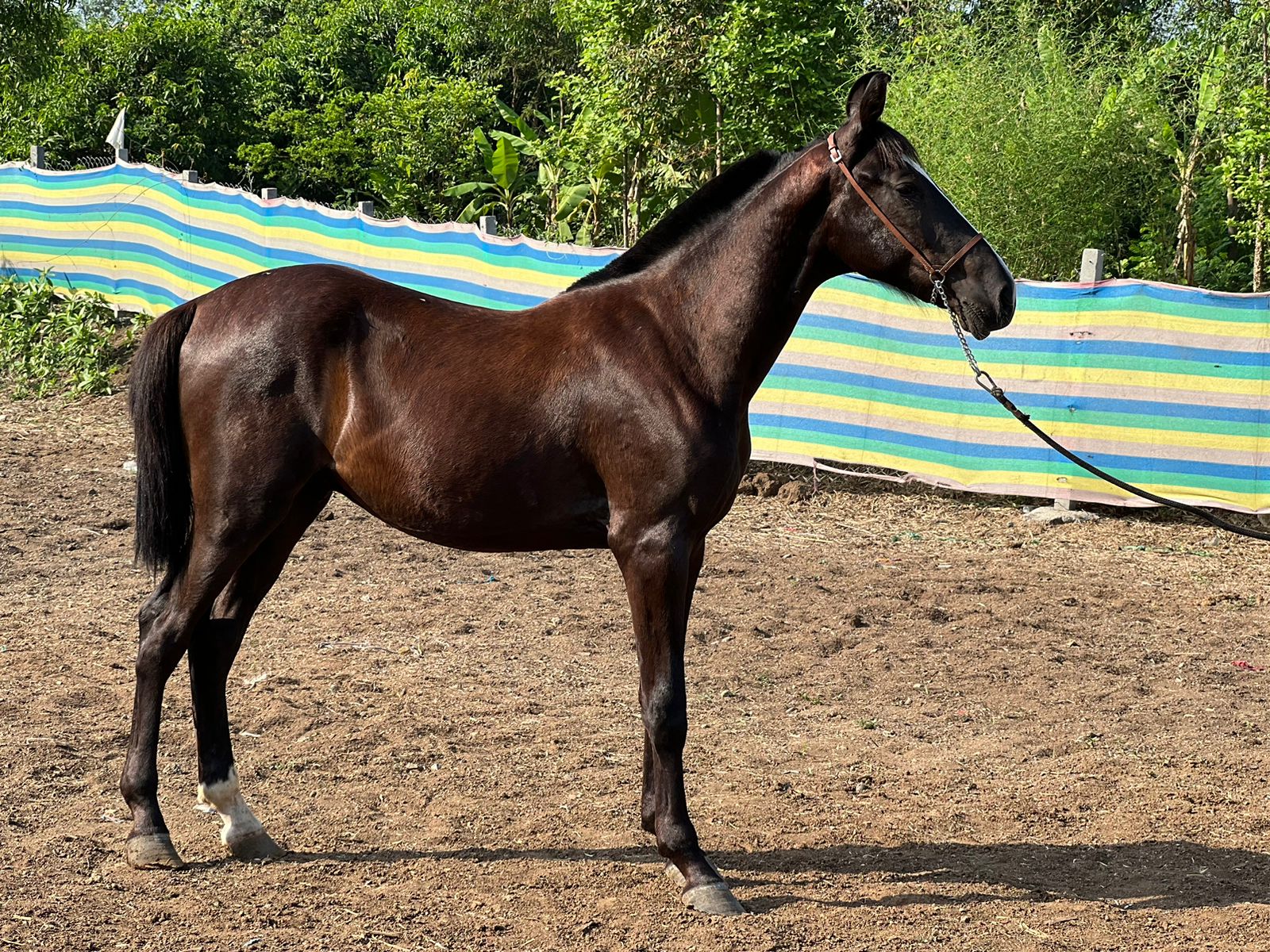 Black Marwari Colt– Kabir