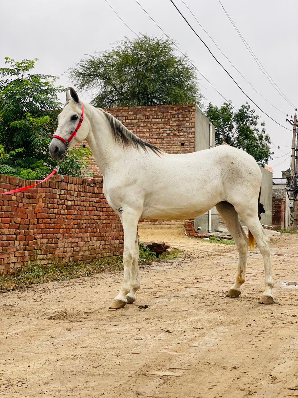 Majhuke Line Marwari Stallion- Tank