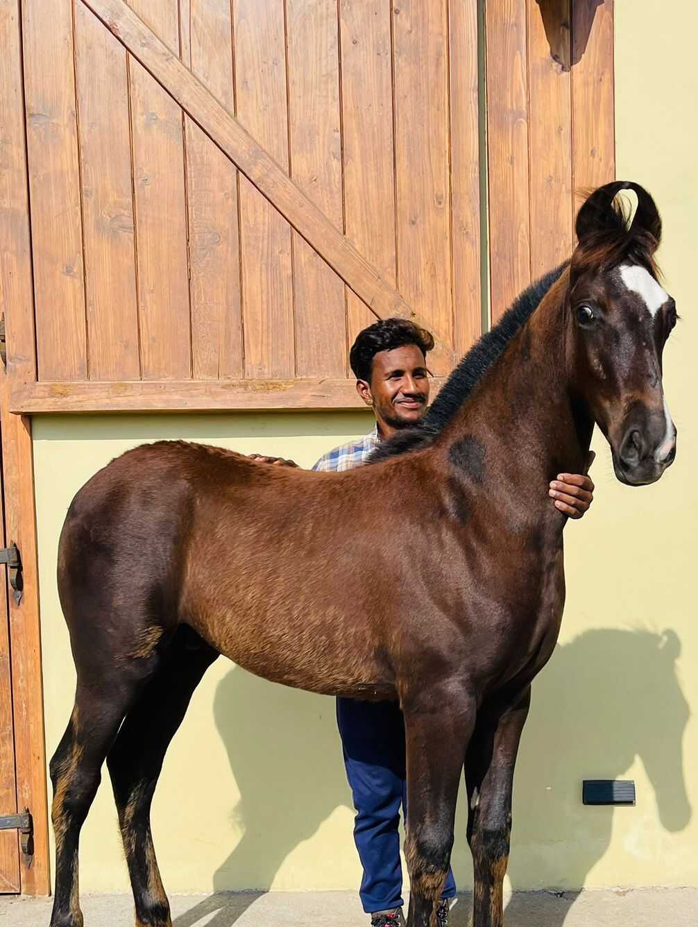 Stunning Marwari Colt- Viraj