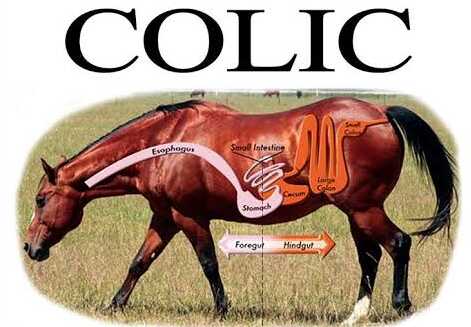 Colic in horses