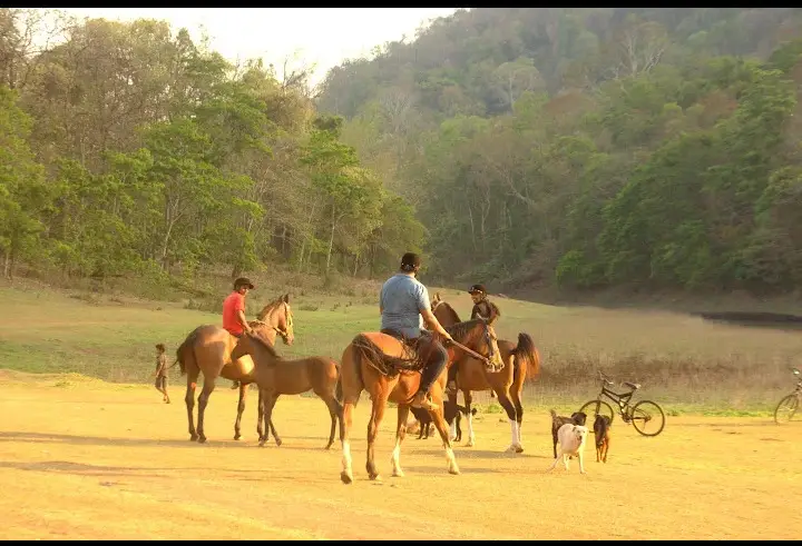 Stallions Valley- Horse Riding Lessons