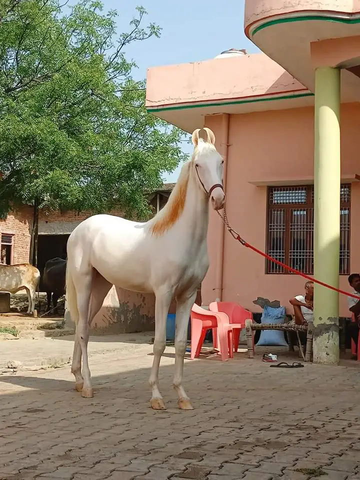 Dashing Spotless Nukri- Soniya