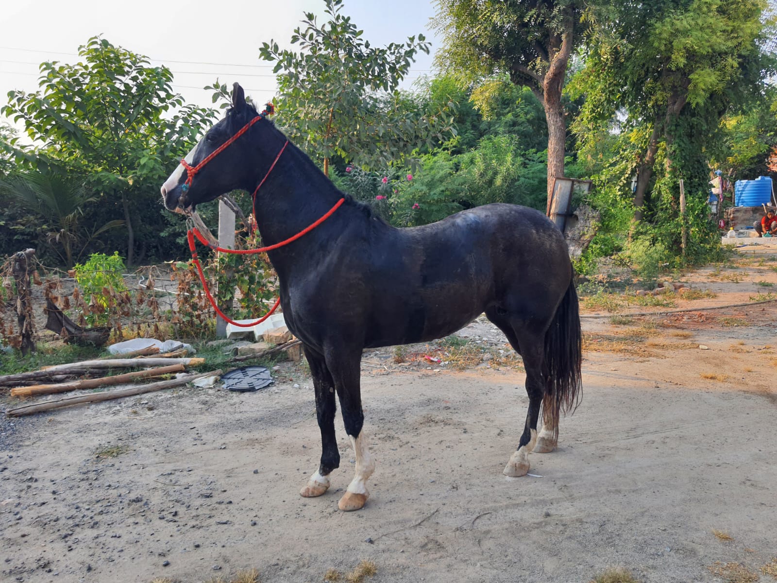 6 Years Old Stunning Marwadi