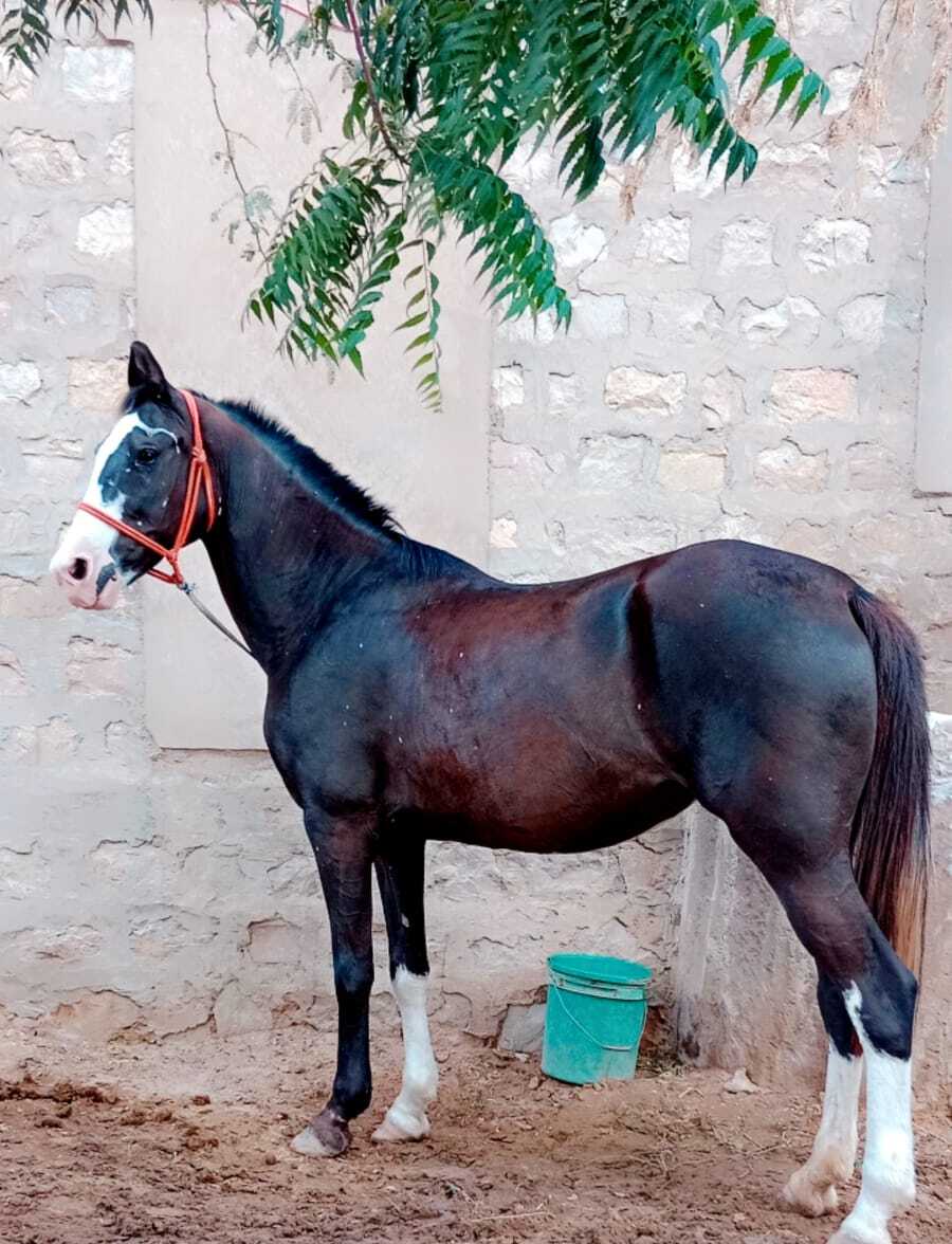 Elegant Marwadi Mare
