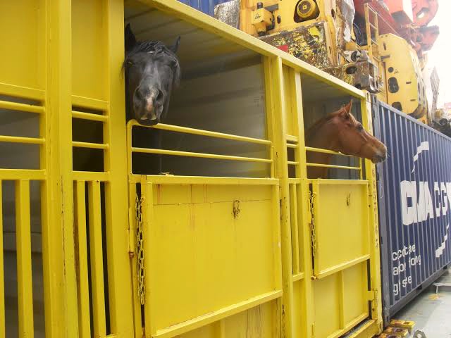 Horse shipment