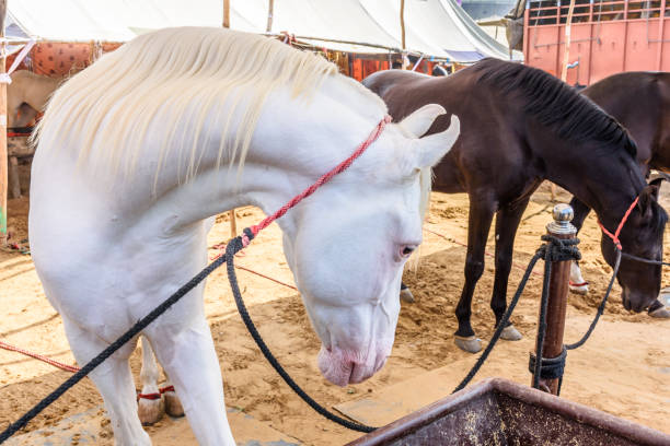 Marwari Horses to Have International Branding in Pushkar, Horse Riders from Europe to Participate