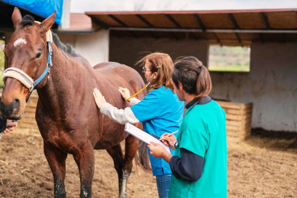 How to Care for a Pregnant Horse – Essential Tips and Advice