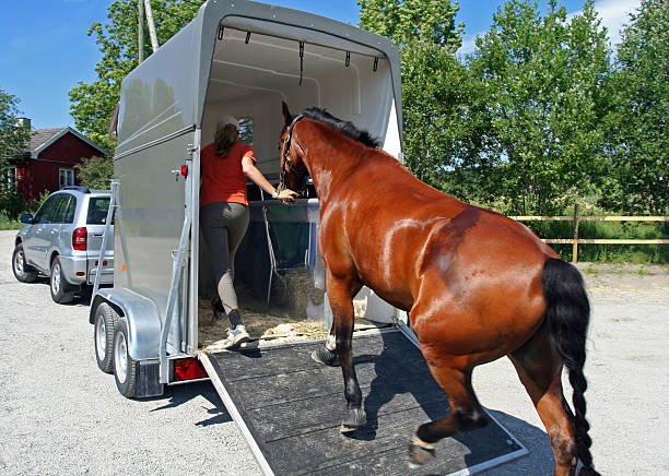 Transporting horse