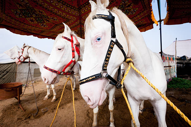 Pushkar fair horse trading