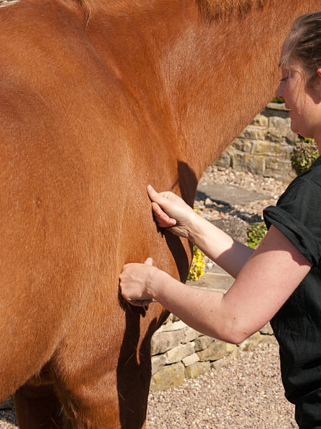 Woman massaging a horse