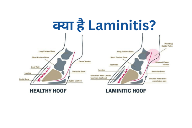 घोड़ों में लैमिनाइटिस: हड्डी स्वास्थ्य के लिए खतरा की समझ