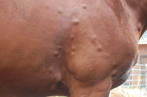Lymphoma in horse