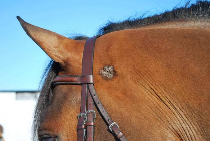 Sarcoid in horse