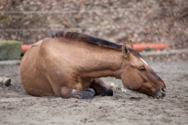 Tumors and Cancer in Horses: Types, Symptoms, Causes, and Treatment Explained