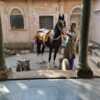 Marwari Horse for sale near Himmatnagar Gujarat, Negotiable 8828388213