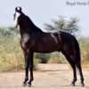 Marwari CHAMPION COLT – KING
